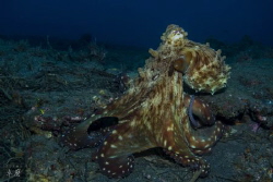 Octopus - Reunion Island by Takma Lherminier 